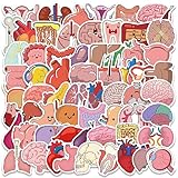 Cute Cartoon Organs Stickers, 65PCS Medical Body Organ Anatomy Stickers Pack for Kids, Teens, Waterproof Vinyl Stickers Bulk for Water Bottle, Laptop