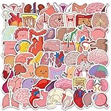 Cute Cartoon Organs Stickers, 65PCS Medical Body Organ Anatomy Stickers Pack for Kids, Teens, Doctors, Nurses, Cool Waterproof Vinyl Stickers Bulk for Water Bottle, Laptop, Scrapbook, Phone Decals (Organs)