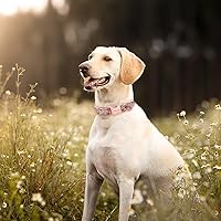 Vista 187 de Unique Style Paws - Collar rosa con hebilla de metal, duradero y lindo para perros pequeños a grandes