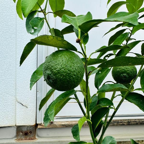 Amazon.co.jp: 【実付き】ユズ（柚子）の苗木 5号 樹高50cm（鉢底から