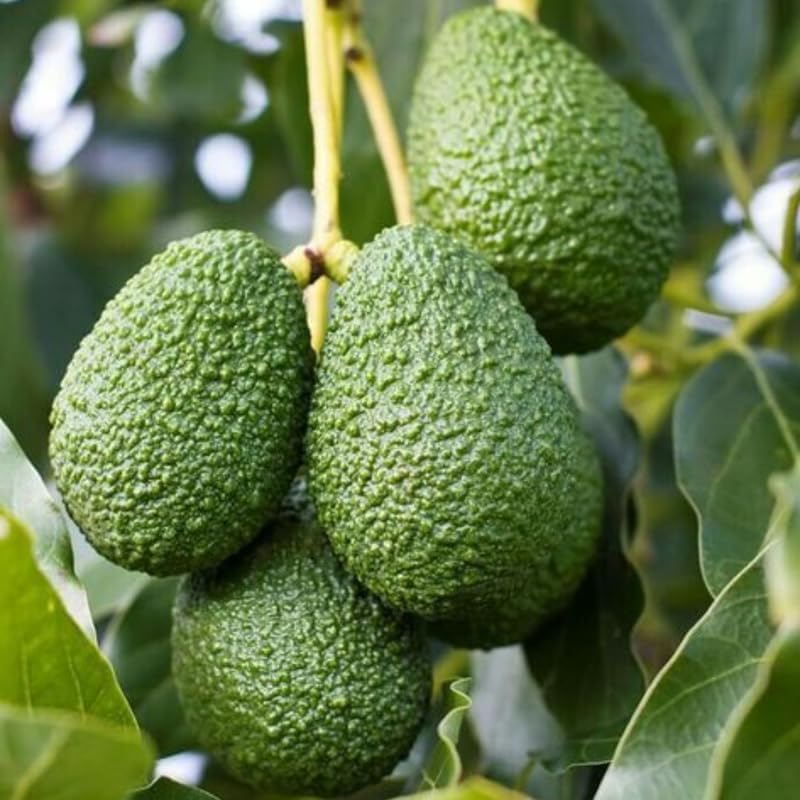 HASS Avocado Tree Live Plants – 1-2 Ft Live Plant | Delicious Avocados for Fresh Eating & Home Gardening | No Ship to CA,HI,AK