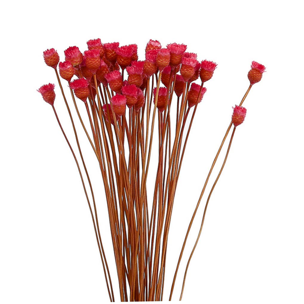 Bonalake Dried Daisy Bouquet Natural Dry Flowers Decoration in Vase Table Floral 50 Stems Red dried flower bouquet daisy natural dry flowers