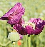 Gartenpflanzen aus natürlicher Freilandaufzucht. Die Pflanzen sind der Jahreszeit entsprechend gewachsen und ausgetrieben.