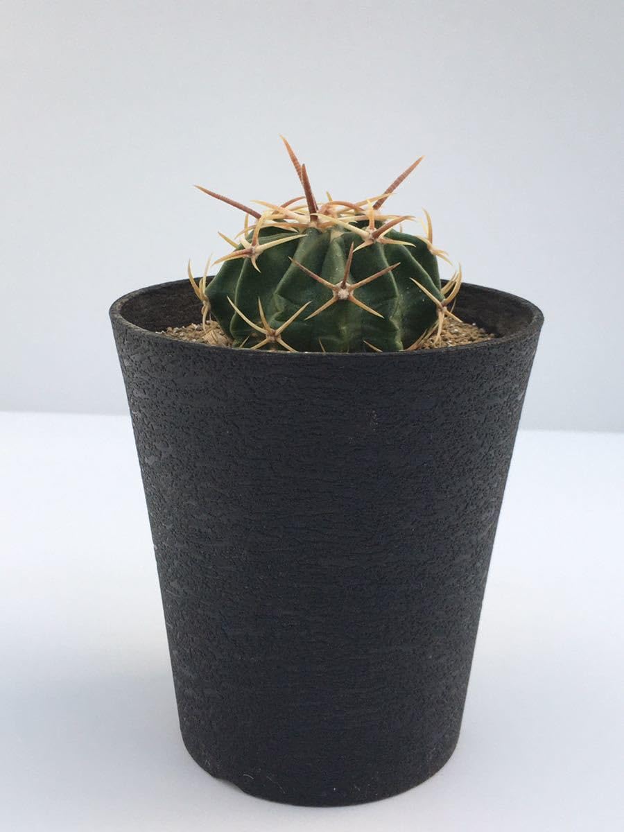 Amazon.co.jp: エキノカクタス 綾波（Echinocactus texensis