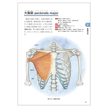 ファンクショナルアナトミー 身体運動の機能解剖学 | 山崎 敦