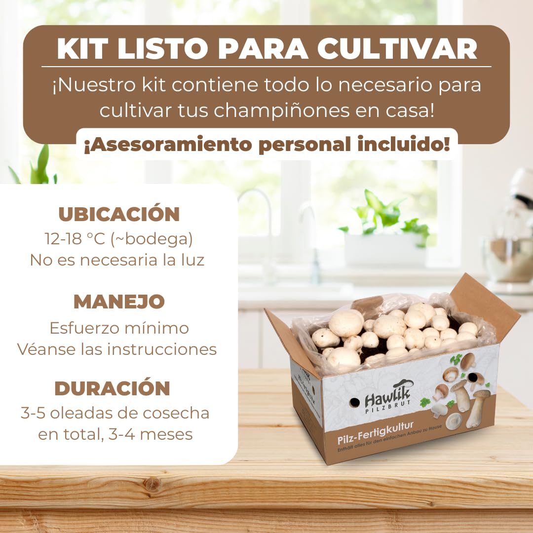 Hawlik Pilzbrut - Juego de cultivo XXL - 2 cajas de cría de champiñon portobello - setas autocultivo - fácil de cultivar champiñones - sin conocimientos previos - kit cultivo setas