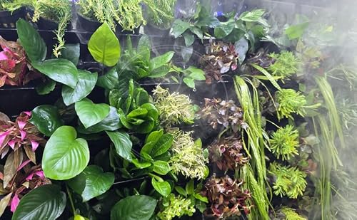 Swimming Creatures Live Aquarium Plants (10 Species Bundle)