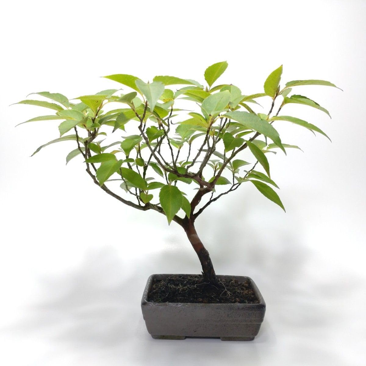 「亦盆栽」姫沙羅 小品盆栽 🍀姫沙羅（ヒメシャラ）🍀 我家の玄関で鮮やかな、柔らかな緑を魅せて