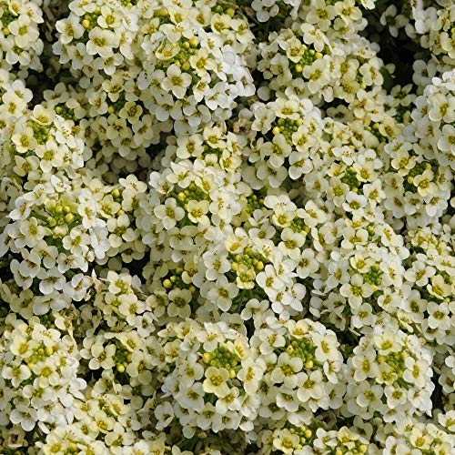 Outsidepride Lemonade Alyssum Ground Cover Plant & Flower Seed - 1000 Seeds