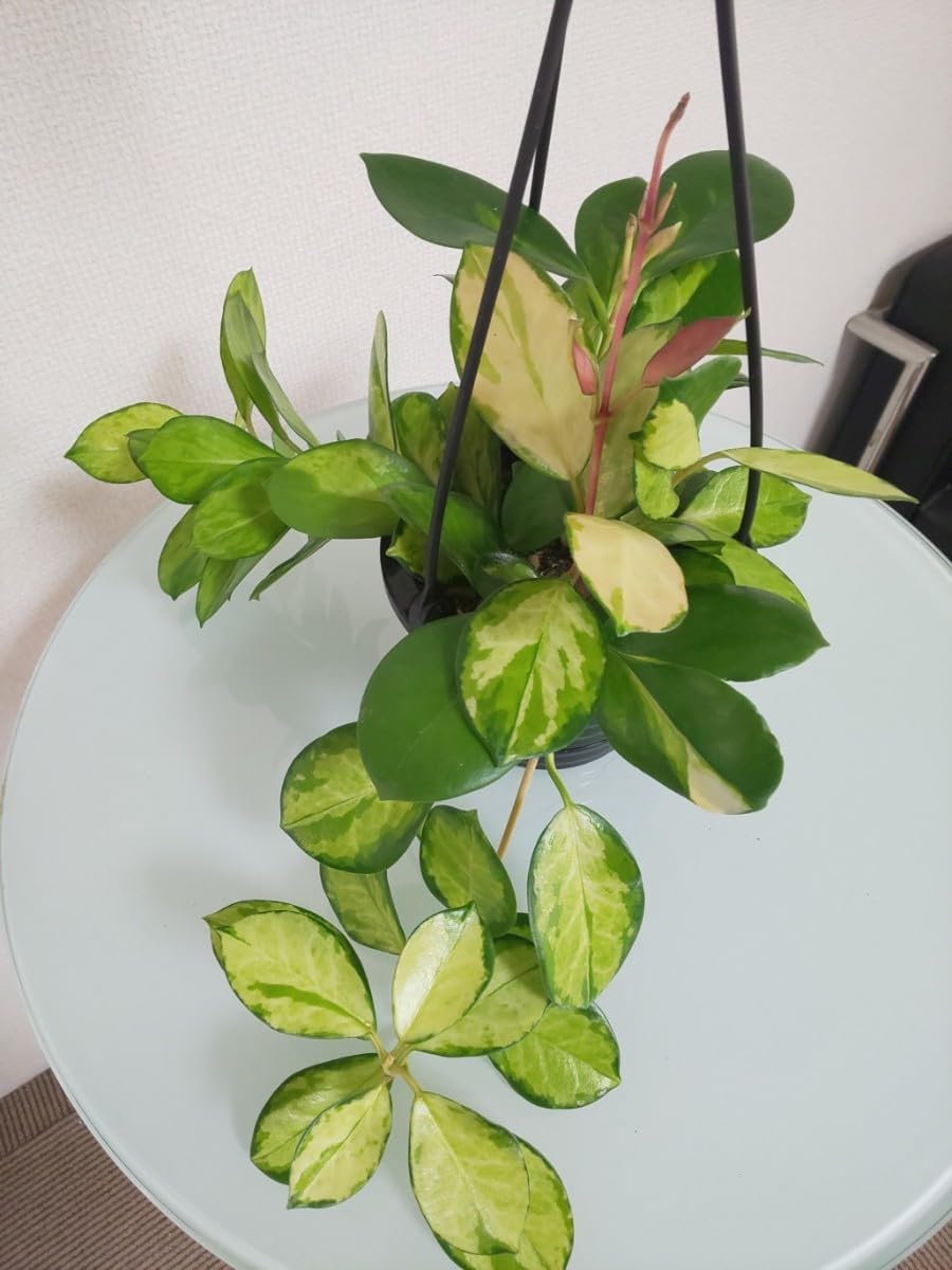 Amazon.co.jp: オーストラリス リサ Hoya australis Lisa ホヤ 観葉