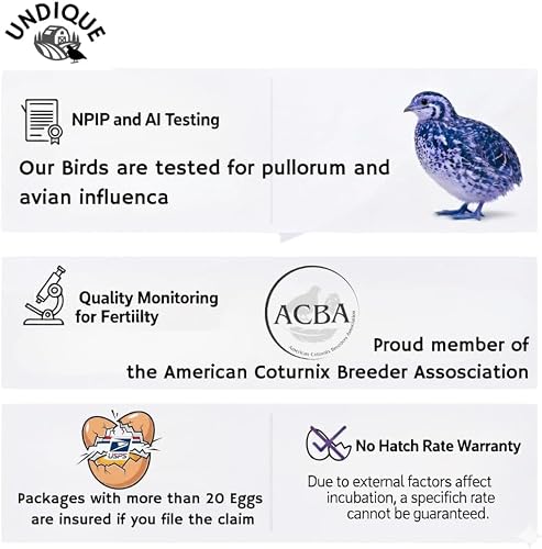 Ginger Quail Hatching Eggs, Fertile Coturnix Quail Eggs, Selected for Color and Temperament (jumbo, 24, Count)