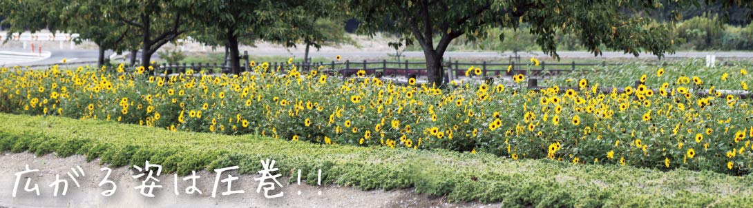 u*0様 3454☘️限定1株☘️未株分け☘️花付き☘️⭐️bocconei ⭐ Amazon.co.jp: kokkaen: 花苗