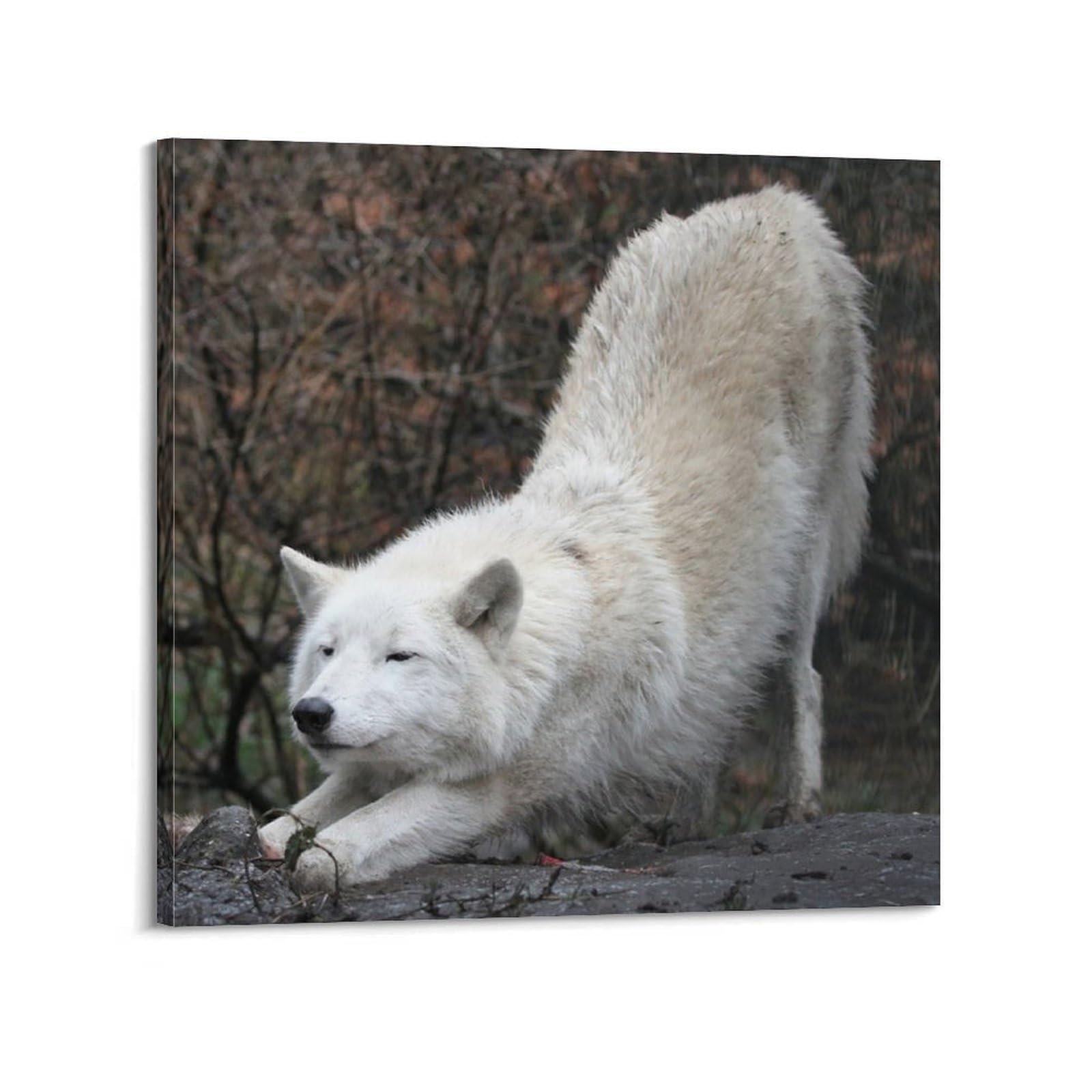 Xkuga Boys Frame-Style Arctic Predator Wildlife Poster Nature Vintage White Wolf Modern Decorative Canvas Prints - Ideal Wall Art For Family, Man Cave, Game Room, & Girls Bedroom 24X24inch(60X60cm)