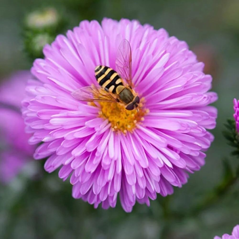 Plant Theory 9cm Pot Aster Novi-Belgii Patricia Ballard Michaelmas Daisy Symphyotrichum Perennial