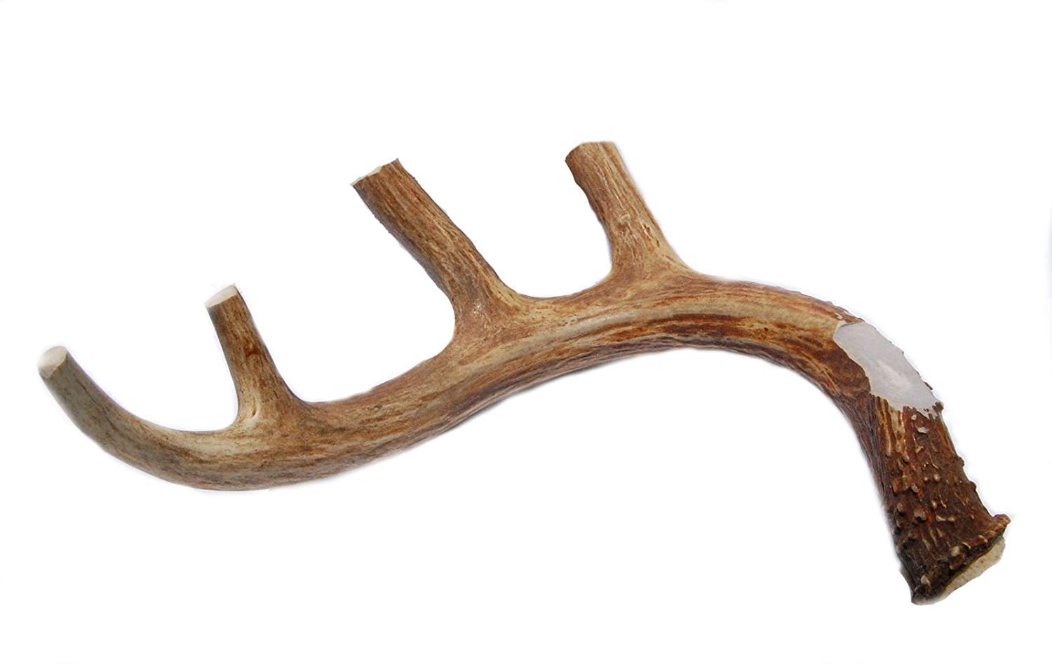 Can Antlers Go Bad For Dogs