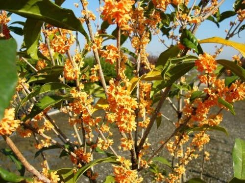 Amazon 6か月枯れ保証 シンボルツリー常緑 キンモクセイ 1 5m 植木