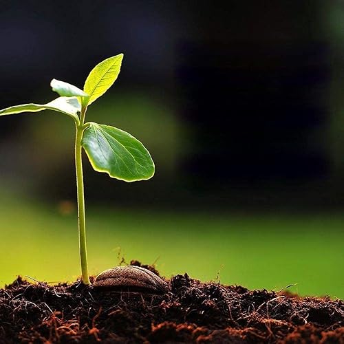 Miniatura 6 de Fertilizante de pastel de mostaza de grado A para el crecimiento de las plantas (900 GM)