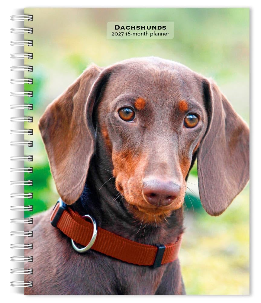 Dachshunds 2027 6 X 7.75 Inch Spiral-Bound Wire-O Weekly Engagement Planner Calendar New Full-Color Image Every Week