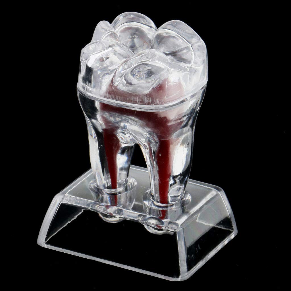 ELECTROPRIME Hard Plastic Crystal Base Dental Tooth Molar Model Study Teaching Clear Tool