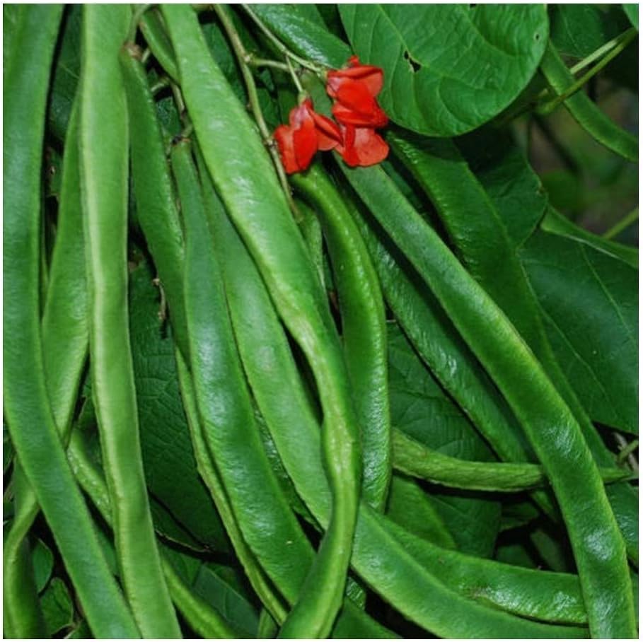 Runner Bean - ENORMA - 25 Seeds (Organic)