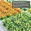 Woohome Static Flower Tufts, 112 PCS Miniature Flower Cluster Static Grass Tufts for Model Train Railroad Scenery DIY Miniature