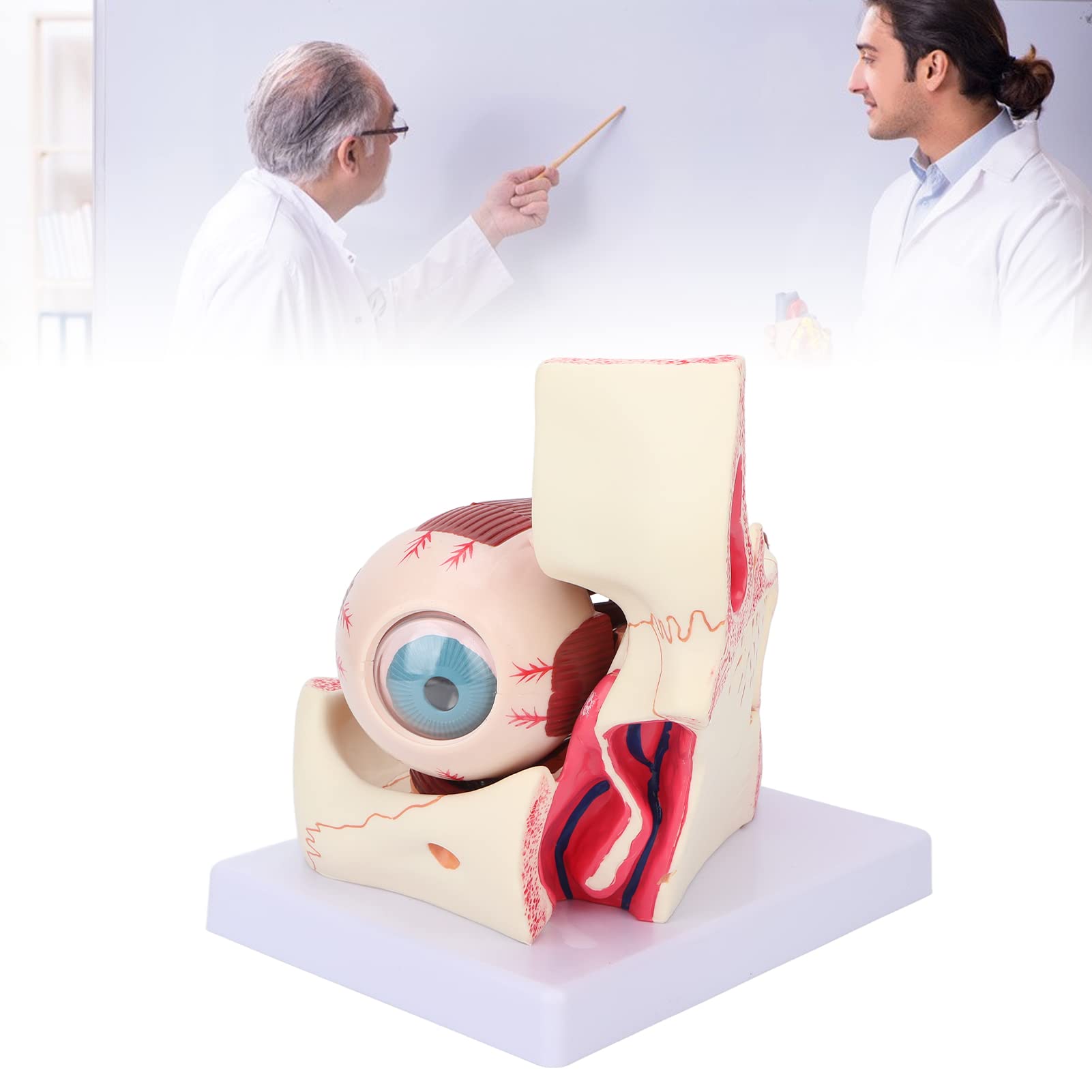 Natudeco Anatomical Eyeball Model Human Eye Model Detachable 3x Magnification Teaching Aid for Students, Doctors, and Educators