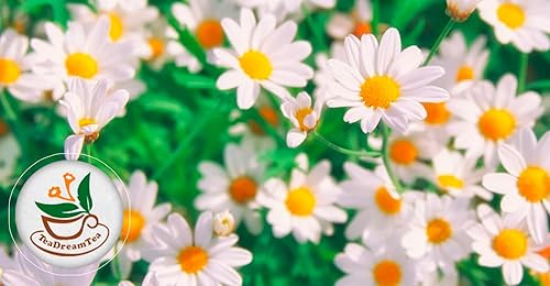 Miniatura 7 de TeaDeam - Bolsas de té de manzanilla  Té sin cafeína y para dormir  Aroma de flores de manzanilla  para aliviar el estrés  Prepara caliente o helado