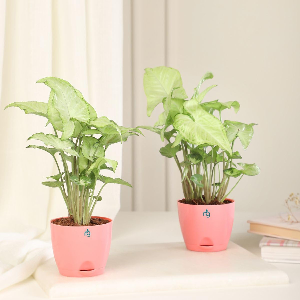 See full amazon price history chart for Nurturing Green® White Syngonium Air Purifying Plant in Peach Self Watering Plastic Pot (Set of 2) | Indoor Plants for Living Room | Live Plants With Pots Nurturing Green® White Syngonium Air Purifying Plant in Peach Self Watering Plastic Pot (Set of 2) | Indoor Plants for Living Room | Live Plants With Pots (B0D9HKJJ52) Amazon Price History, Amazon Price Tracker