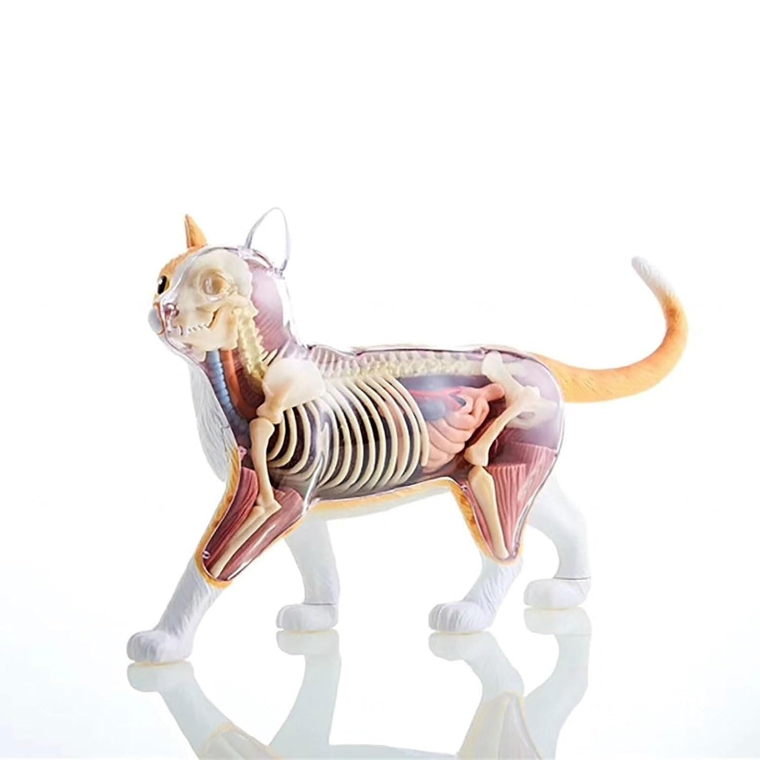 Modelo de anatomía de órganos internos de Gato calicó 4D, Kit de Esqueleto y Modelo anatómico de Gato atigrado Naranja - Coleccionable de Calidad con órganos y Partes del Cuerpo Totalmente