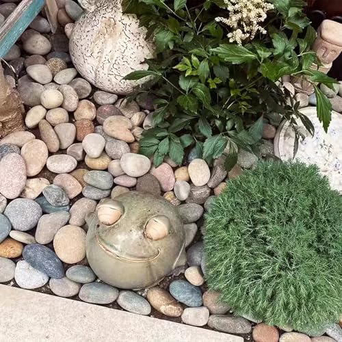 FAHAXIKI Natural River Rocks-40 lbs of Pebbles and River Stones,2-3 Inch Plant Rocks for Landscaping,Garden Paving,Crafting,Walkways,and Outdoor Decorative Stone,Mexican Beach River Rocks by Fahaxiki - Image 3