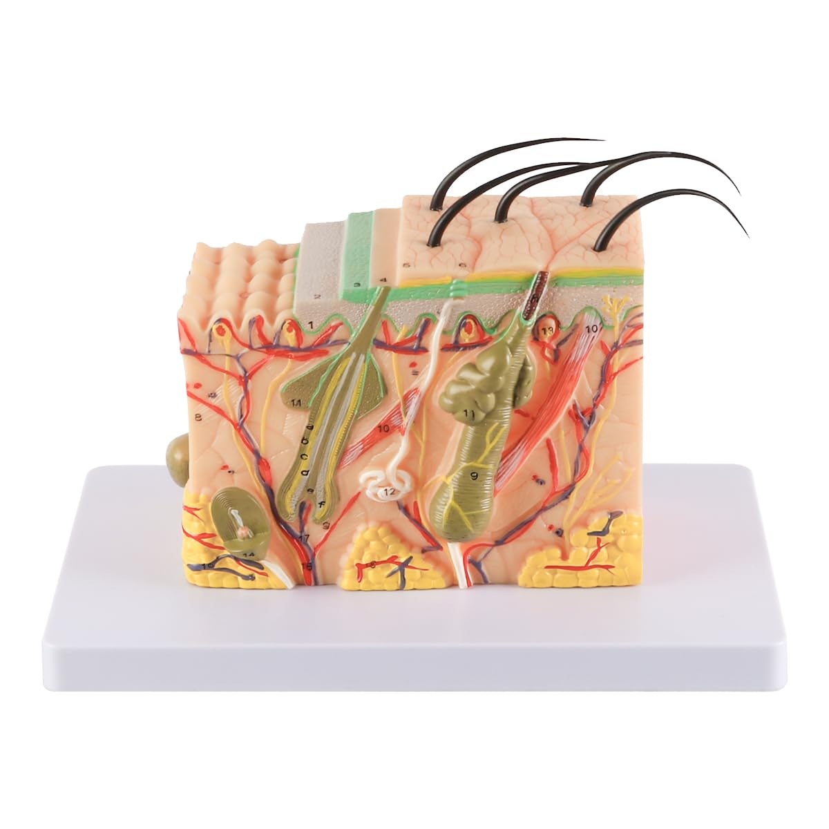 Modelli Artificiali Modello di Pelle ingrandito 35x per Studio anatomico e Istruzione dermatologica Modello di Struttura della Pelle 3D con 25 marcatori digitali Materiale in PVC