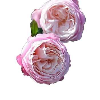 小物 rose 61HbzRJ6YVL._UF1000,1000_QL80_.jpg