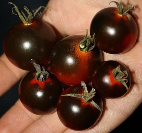 Miniatura 1 de 50+ Semillas de Tomate Cherry - Negro Vegetal