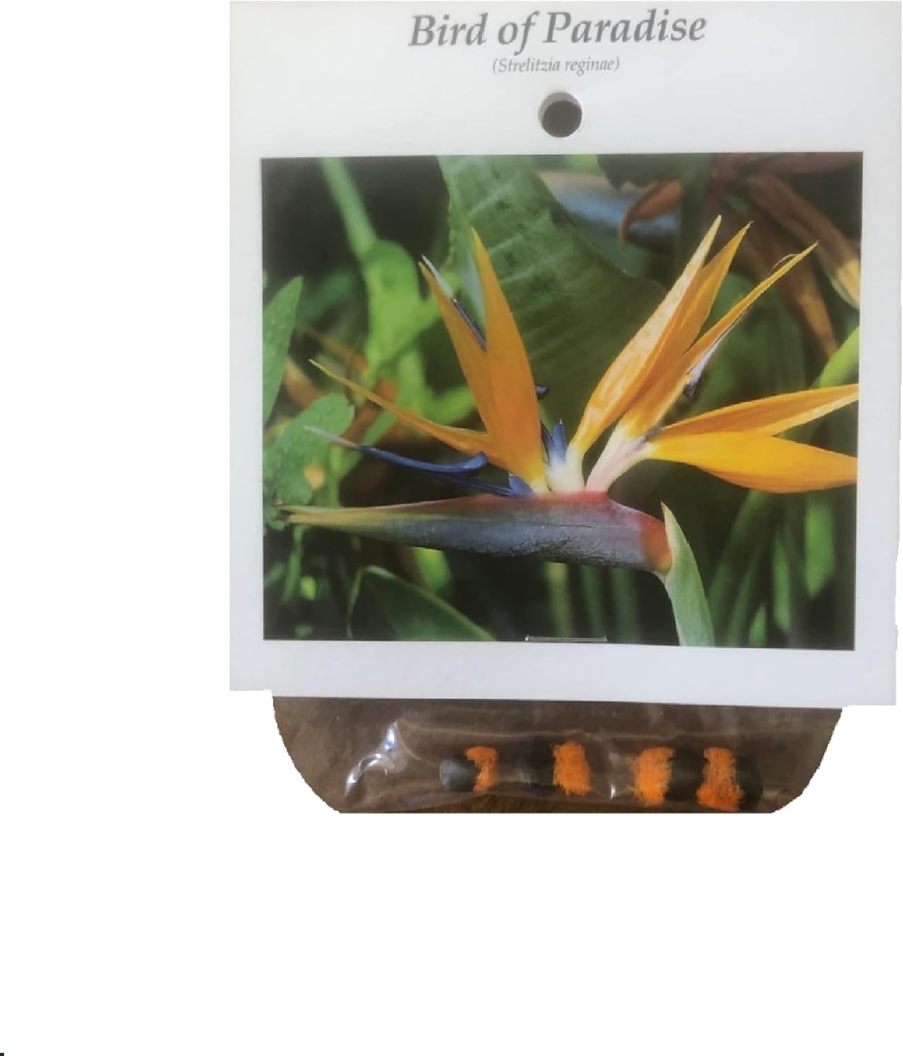 Bird of Paradise Seeds Hawaiian 4 Pack F4
