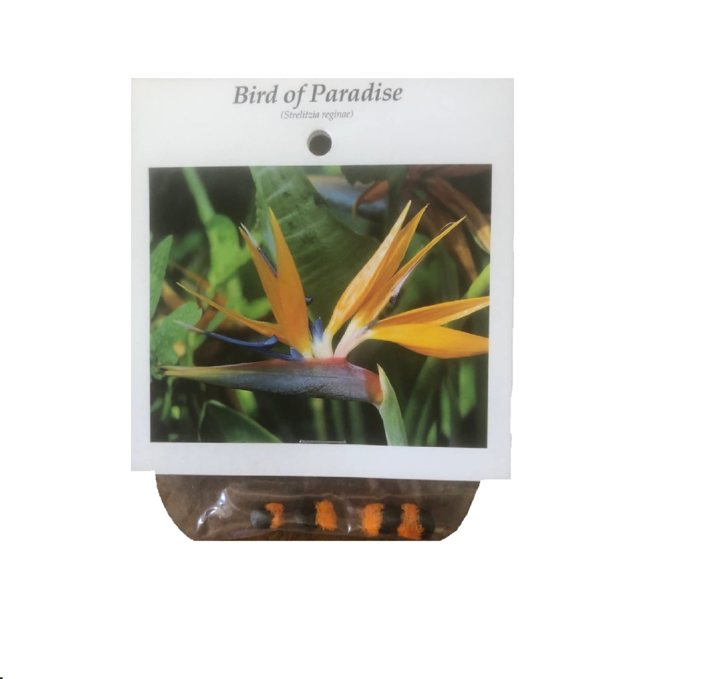 Amazon.com : HAWAIIAN Bird of Paradise-10 seeds-Comes with
