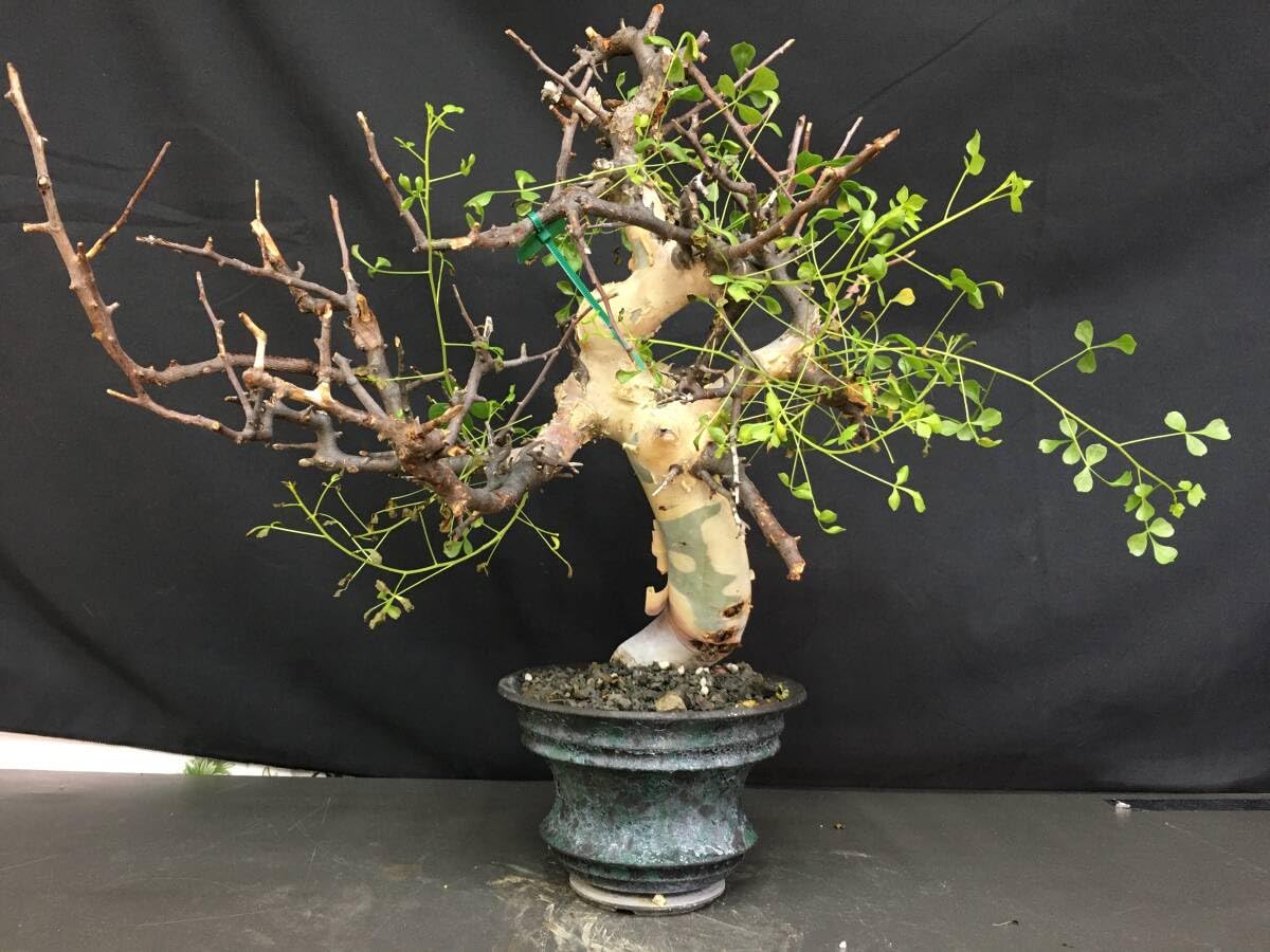 Amazon.co.jp: 5.発根済み コミフォラ カタフ ソマリア産 ピュアカタフ  