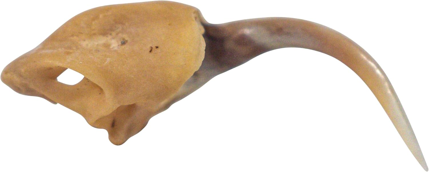 One (1) Real Rattlesnake Fang #2 (Not Perfect)