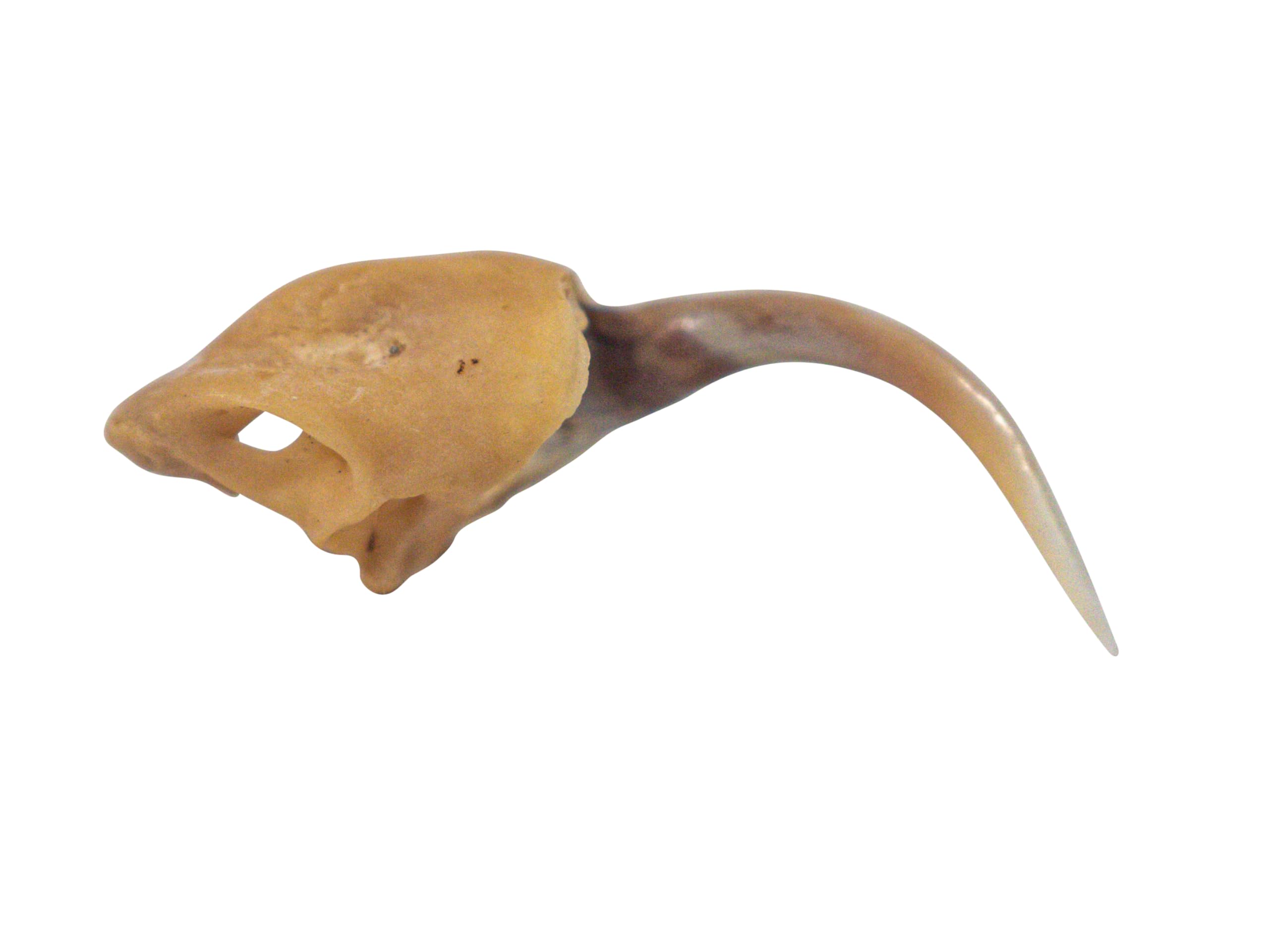 One (1) Real Rattlesnake Fang #2 (Not Perfect)