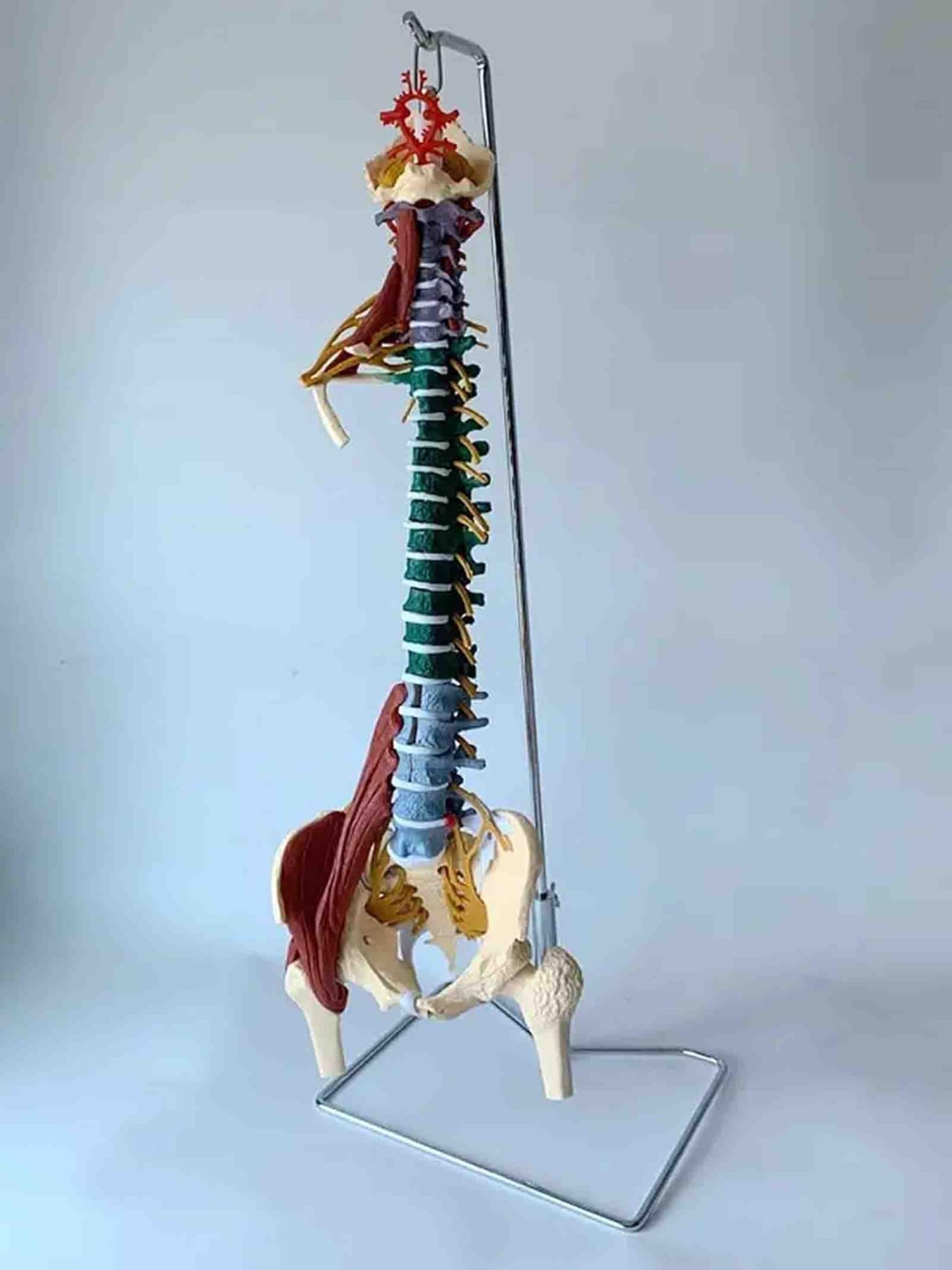 Modelo anatómico de la columna vertebral de 85 cm, con codificación | With Herniated Disk Nerves Arteries Pelvis and Muscle for Medical Teaching