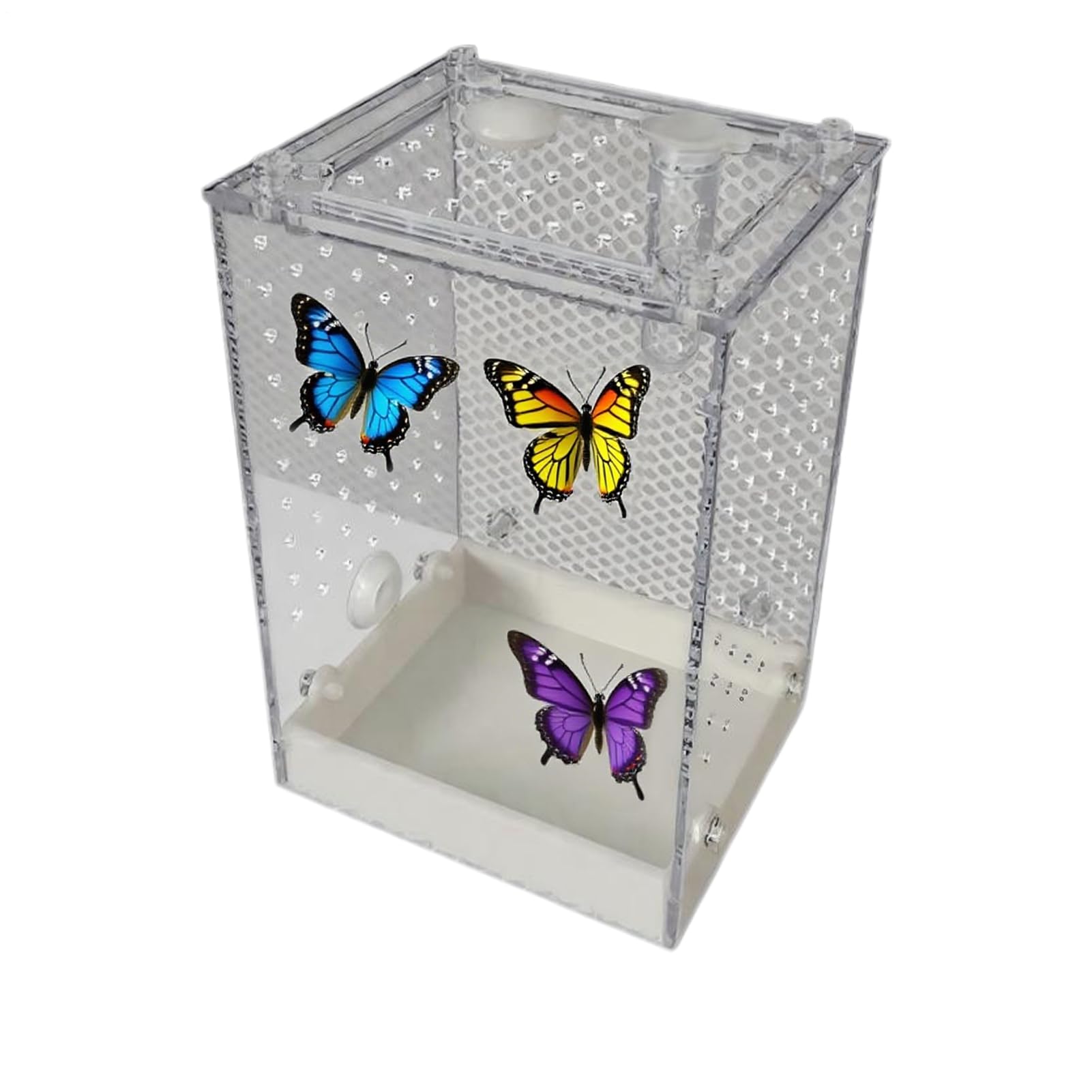 Habitat pour mantes et scorpions pour l'école et la maison | Terrarium
