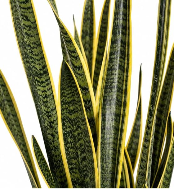 Set Sansevieria Laurentii 70cm Pianta VERA Made in Italy TERRE DI ROMAGNA | vaso
