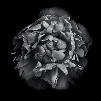 Posterazzi PDXBRC117411LARGE Black and White Camelia II Brian Carson Poster Print, 24 x 24, Multicolor