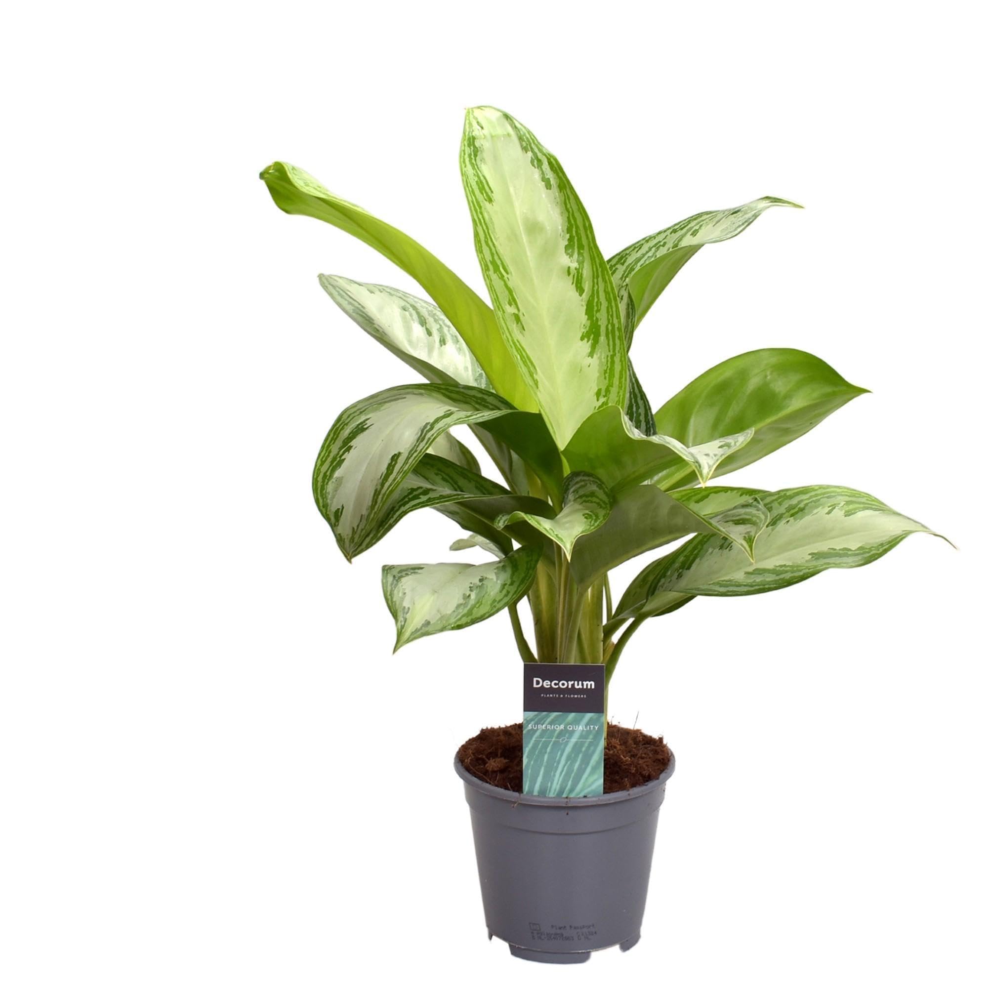 Pianta Verde Aglaonema Silver Bay, per Interno, Vaso Ø14cm, Altezza 40cm