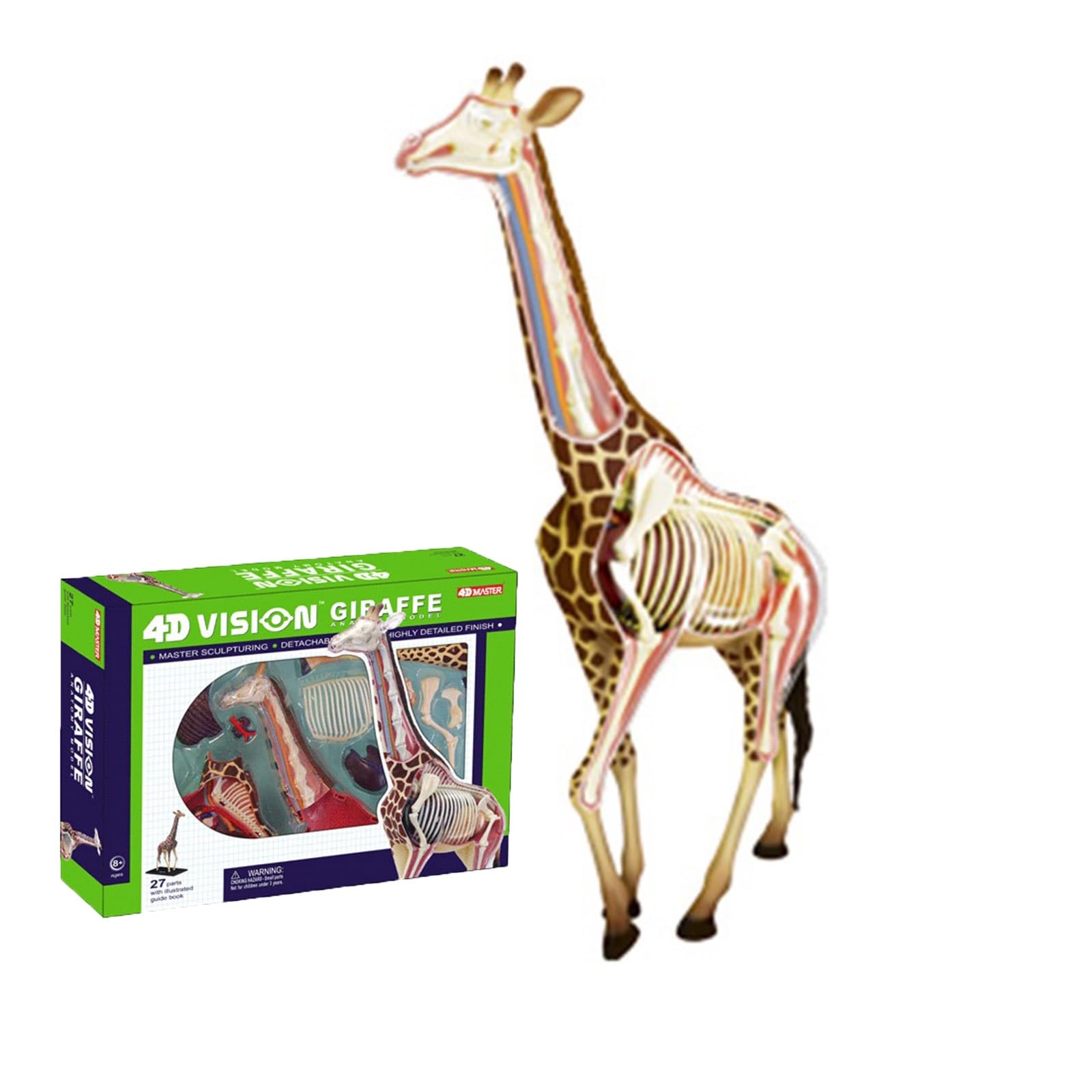 Modèle anatomique girafe 4D pédagogique pour passionnés de sciences et écoles - 7