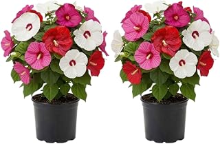 Luna Mix Hibiscus Starter Plants