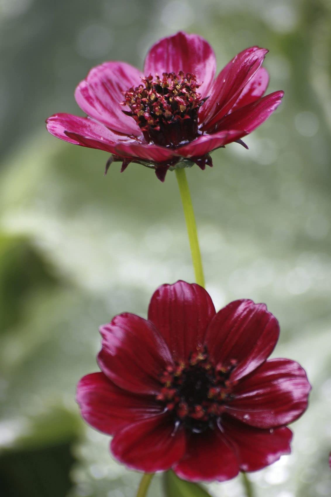 Golden Hills Farm® (AVG 100-500) seeds Rare Chocolate Cosmos Flower Seeds (B093QH246K) Amazon Price History, Amazon Price Tracker