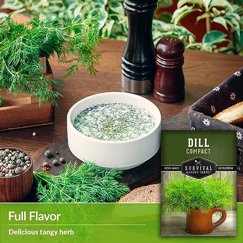 Compact Dill Seeds for Planting – Dwarf Dill for Containers & Small-Space Gardens – High Germination Heirloom Non-GMO Herb for Indoor or Outdoor Growing – Survival Garden Seeds (1 Pack) - Image 4
