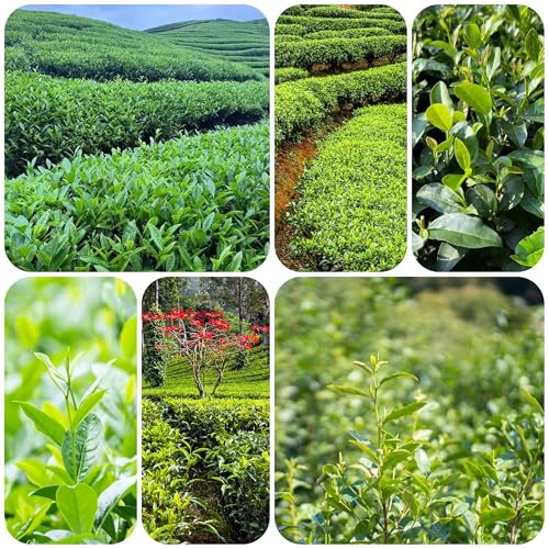 Semillas de árbol de té, semillas orgánicas de planta de té Jardín de semillas exóticas plantas de seto jardín de hierbas árbol ornamental de fácil cultivo Plantas resistentes para el 80pcs