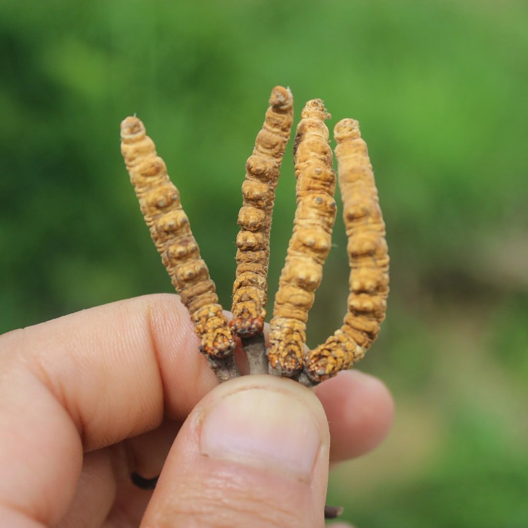 Kida Jadi | Cordyceps 1Gram (1Gram=4-6Pcs)-image-28