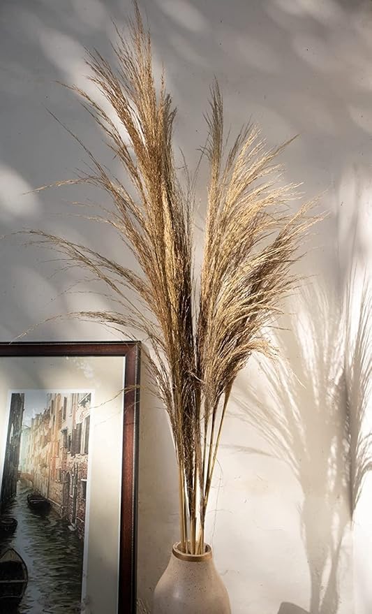 Pampas Grass Phragmites Dried Flowers, Natural Plants Home Decoration Flower Bouquet Photo Props Home Party, and Wedding Décor (Variation) (Classic Brown (Set of 5))-image-6